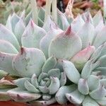 Echeveria colorata Natur