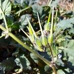 Erodium malacoides Fruto