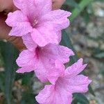 Ruellia simplex Blomst