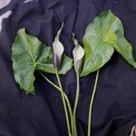 Urospatha sagittifolia Λουλούδι