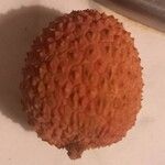 Litchi chinensis ഫലം