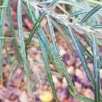 Salix eleagnos Feuille