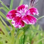 Dianthus chinensisBlodyn