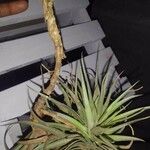 Tillandsia aeranthos 葉