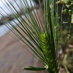 Hordeum vulgare ഫലം