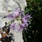 Dianthus superbus പുഷ്പം