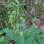 Epipactis helleborineFlower