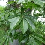 Adansonia za Folio