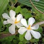 Eleutherine bulbosa Flor