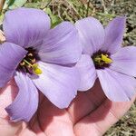 Eustoma exaltatum Cvet
