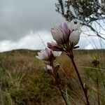 Gentianella corymbosa Květ