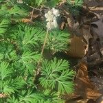 Dicentra canadensis Fleur