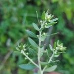 Baccharis dracunculifolia Цветок