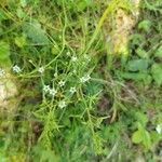 Thesium linophyllon Flower