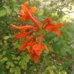 Tecomaria capensis Blüte