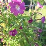 Epilobium hirsutumVirág