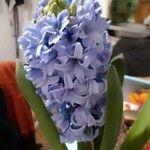 Hyacinthus orientalisЦвят