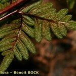 Allosorus guanchicus Leaf