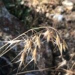 Bromus tectorum Цветок