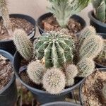 Echinopsis eyriesii Листок