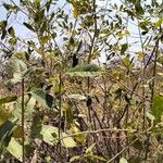 Ficus glumosa Leaf