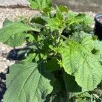 Tithonia rotundifolia Blad