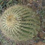 Ferocactus cylindraceus Blad