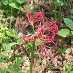 Lycoris radiata Цветок