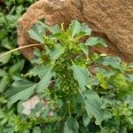 Acalypha indica Leaf