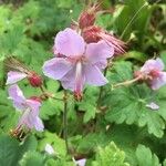 Geranium macrorrhizumКветка