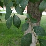 Ulmus carpinifolia Feuille