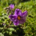 Solanum aculeatissimum ফুল