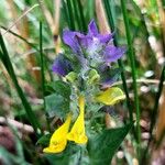 Melampyrum nemorosum Květ