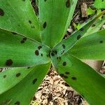 Agave maculata Leaf