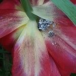 Tulipa agenensis Flower