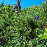 Aconitum napellus Alkat (teljes növény)