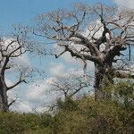 Adansonia digitata موطن