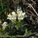 Prunella laciniata Fula