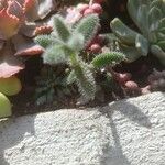 Delosperma echinatum 葉