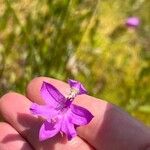 Calopogon tuberosus Kvet