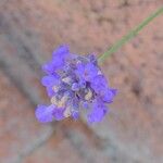 Lavandula angustifoliaЦвят