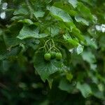 Jatropha curcas Blatt