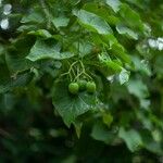 Jatropha curcas Leaf