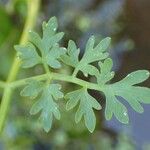 Oenanthe aquatica Leaf