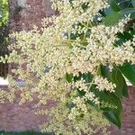 Ligustrum lucidumFlower