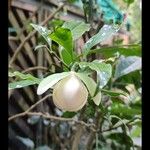 Magnolia coco Blomma
