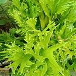 Bolbitis auriculata Leaf