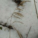 Deschampsia cespitosa Fruit