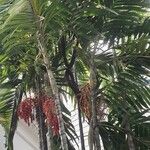 Areca triandra Blatt