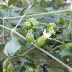 Silene baccifera Blomma